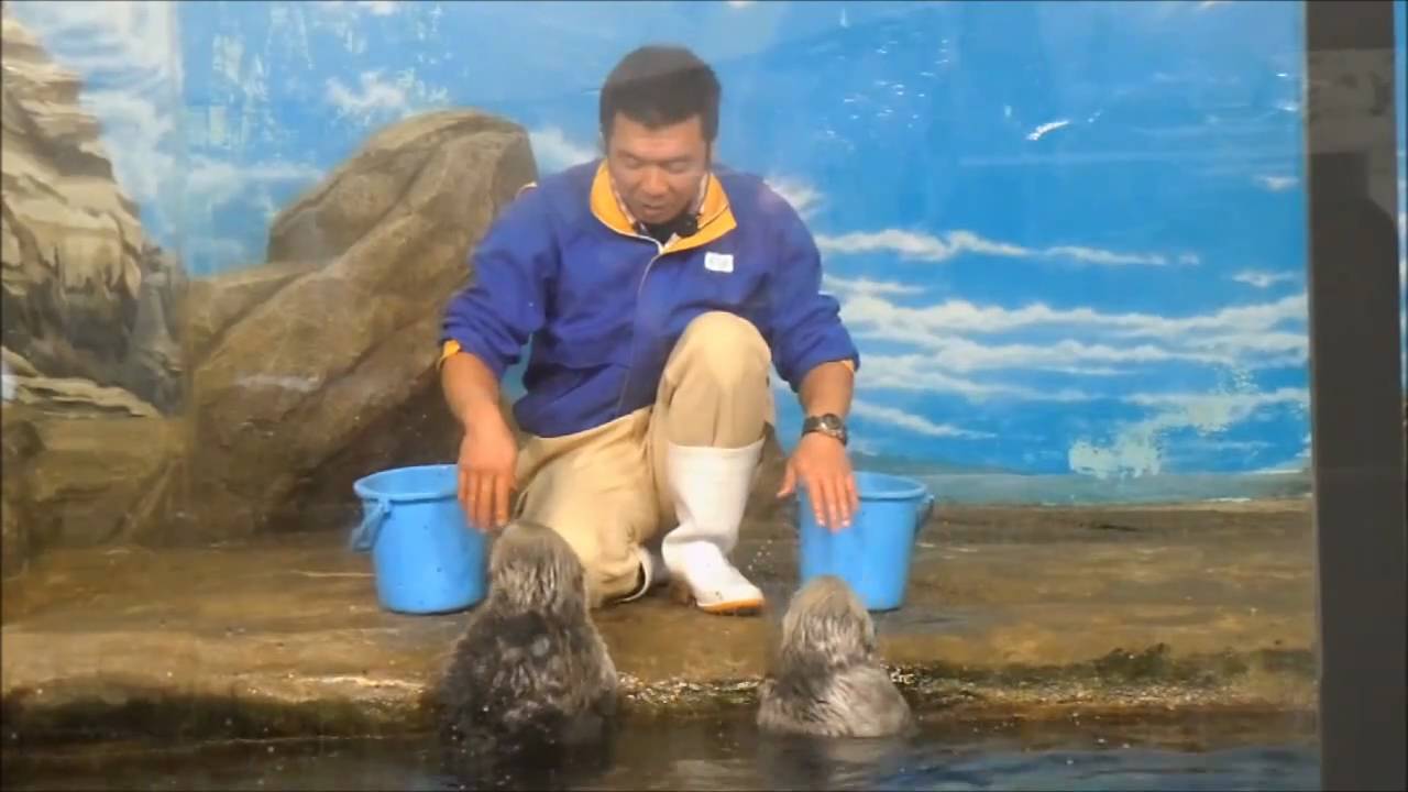 2010マリンワールド海の中道｢ラッコの食事タイム｣