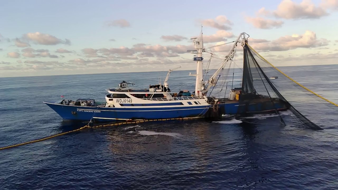 Tuna Fishing Vessel CVG Rolling Net In The Early Morning