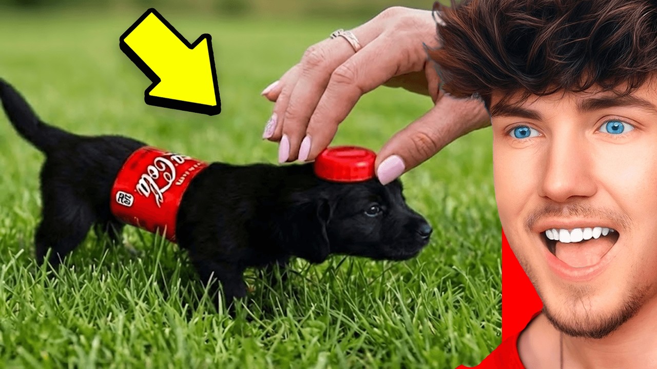 Die *LUSTIGSTEN* Tiere der Welt!