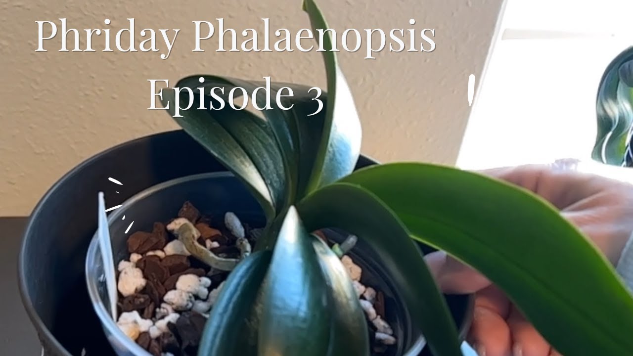Phriday Phalaenopsis Episode 3: A Sweet Surprise #orchids #phalaenopsis
