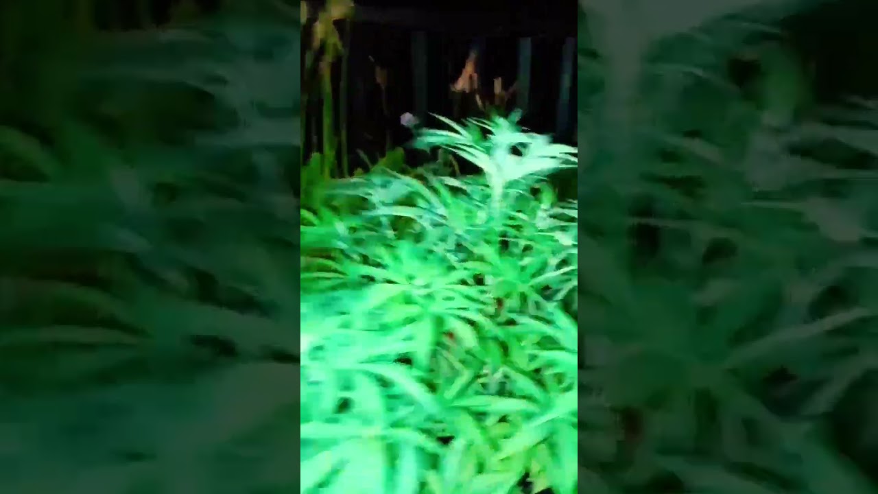 SUPER LARRY OG ORGANIC GROW 10 GAL POT 