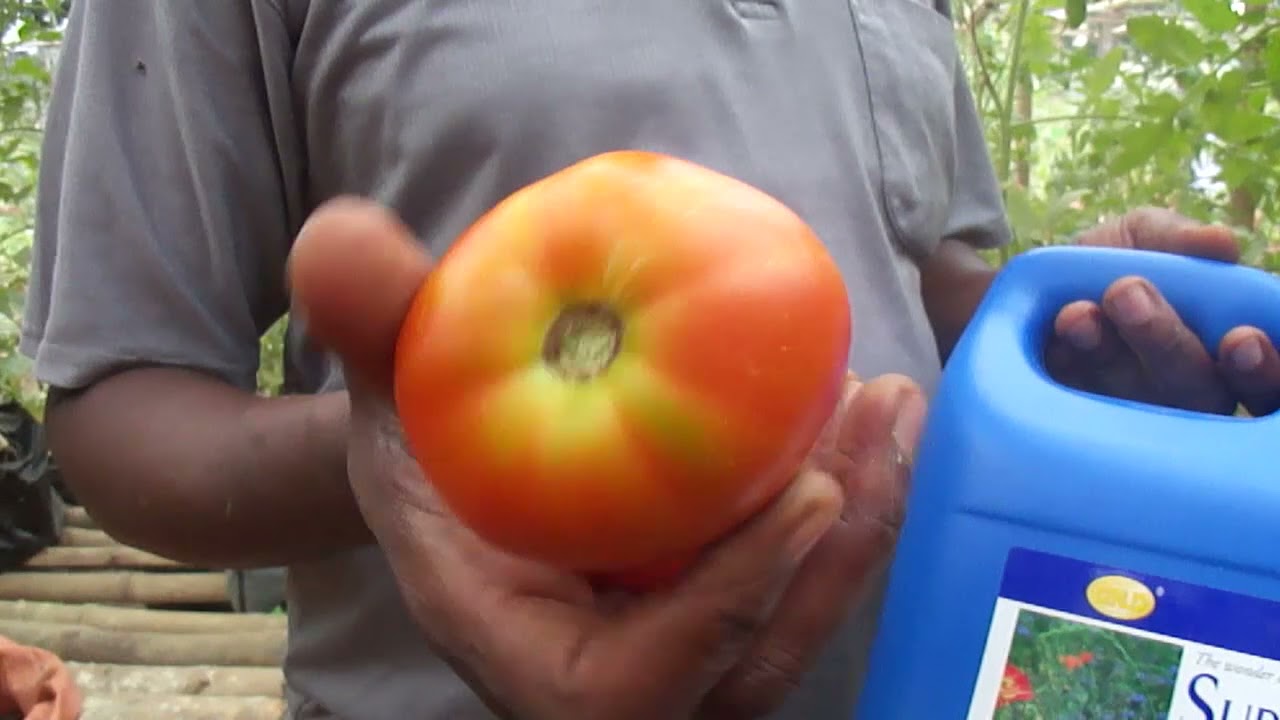 Champ expérimental riviera palmeraie Côte d'Ivoire, #Super Gro, #Tomates, #LDC,CARE, SUPER 10