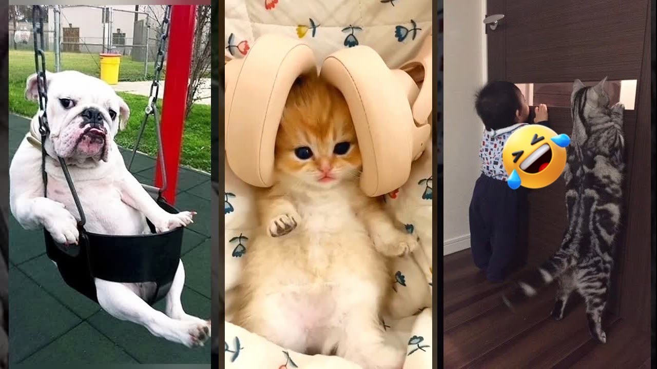 Funny Pets 😹 Kitten meowing 🙀 #FunnyCats Part 6851