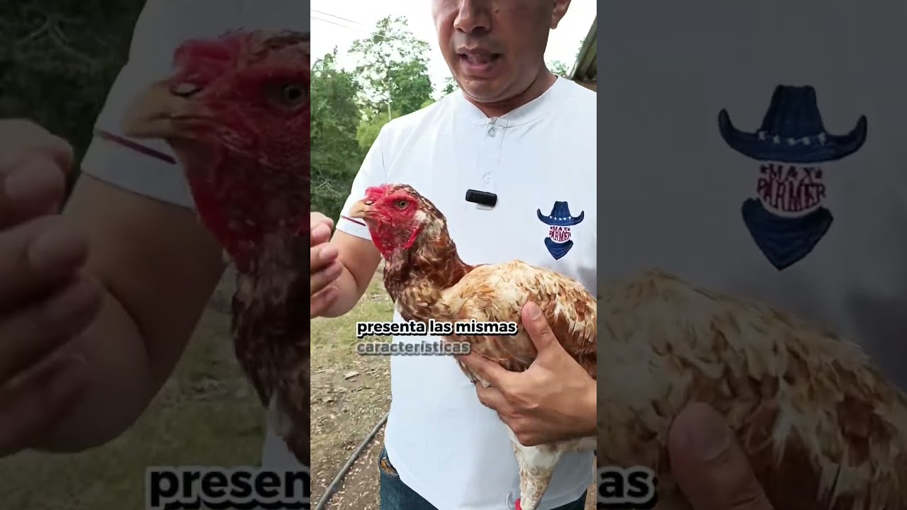 Cuál es el gallo más grande del mundo?3 características de la raza INDIO GIGANTE DEL BRASIL