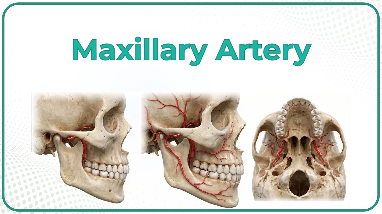 Maxillary Artery Anatomy (Animation) : USMLE Step 1: Dr G Bhanu Prakash