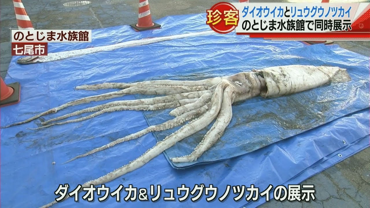 ダイオウイカとリュウグウノツカイ のとじま水族館で同時展示 2019.2.1放送