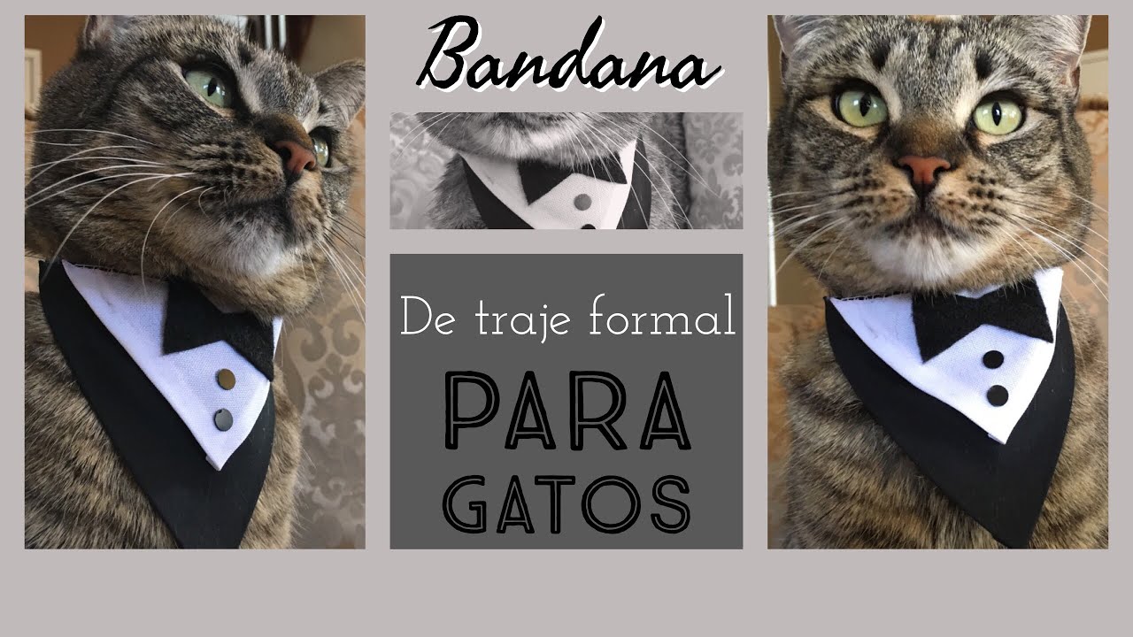 Bandana de traje formal para Gatos