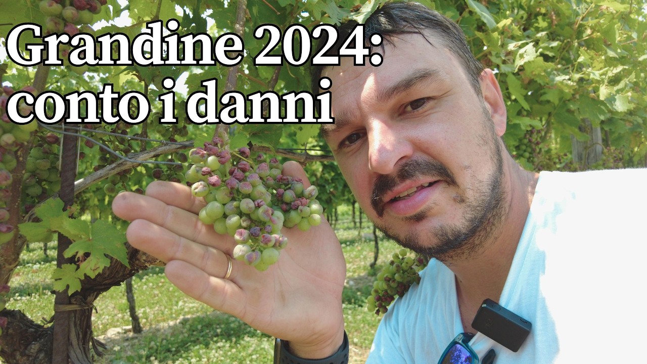 Grandinata su vigna defogliata: conto i danni