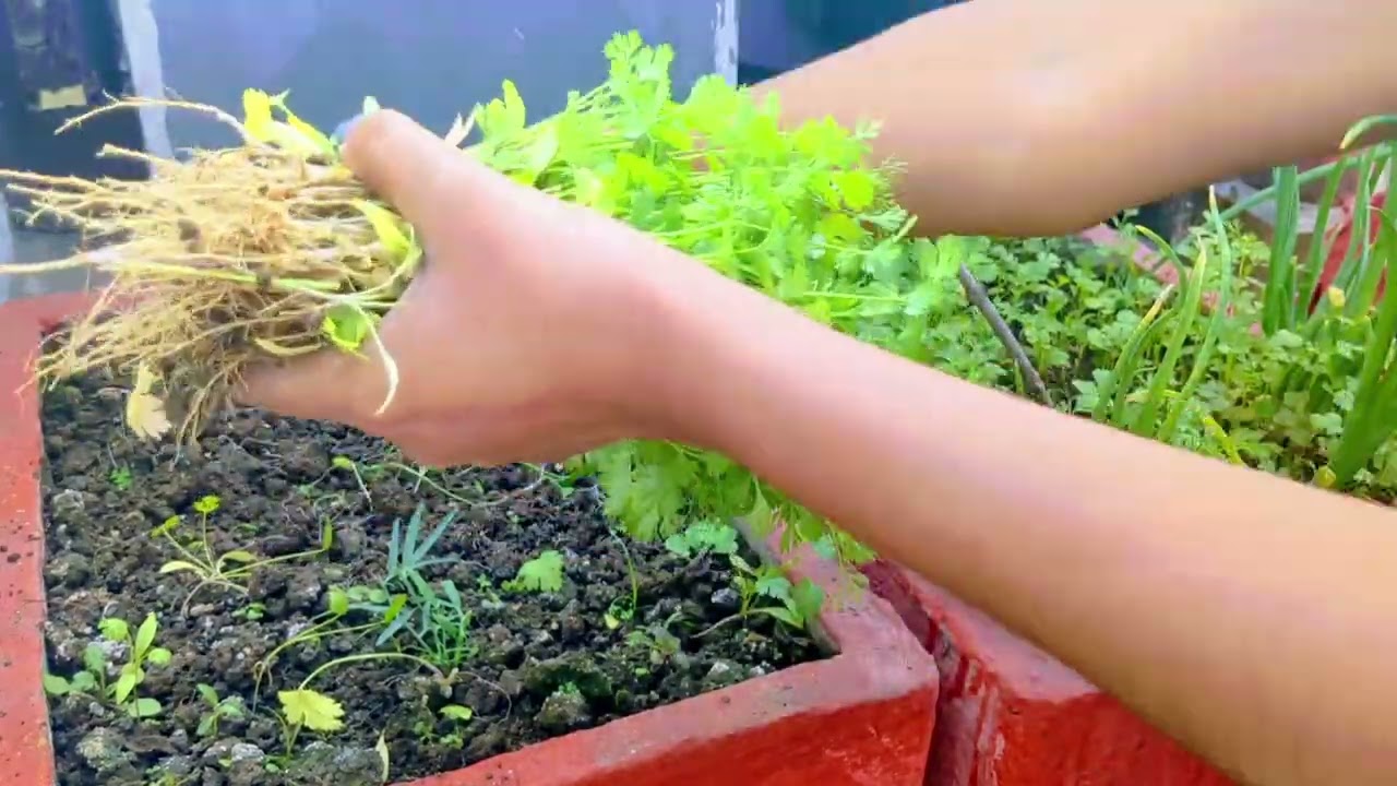 My Terrace Garden #harvesting #green 