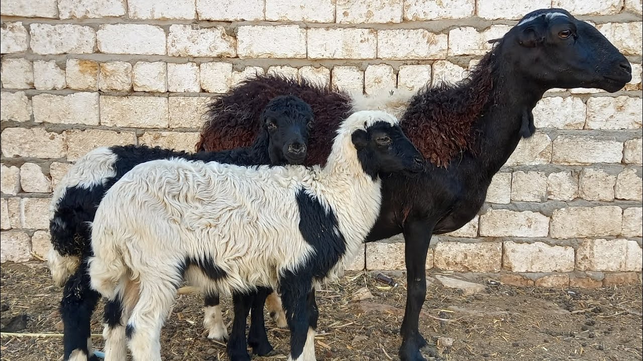  اجمل العروض نعجه والده من اجمل السلالات البرديسي باقل الاسعار[01121773748]٣/٧)