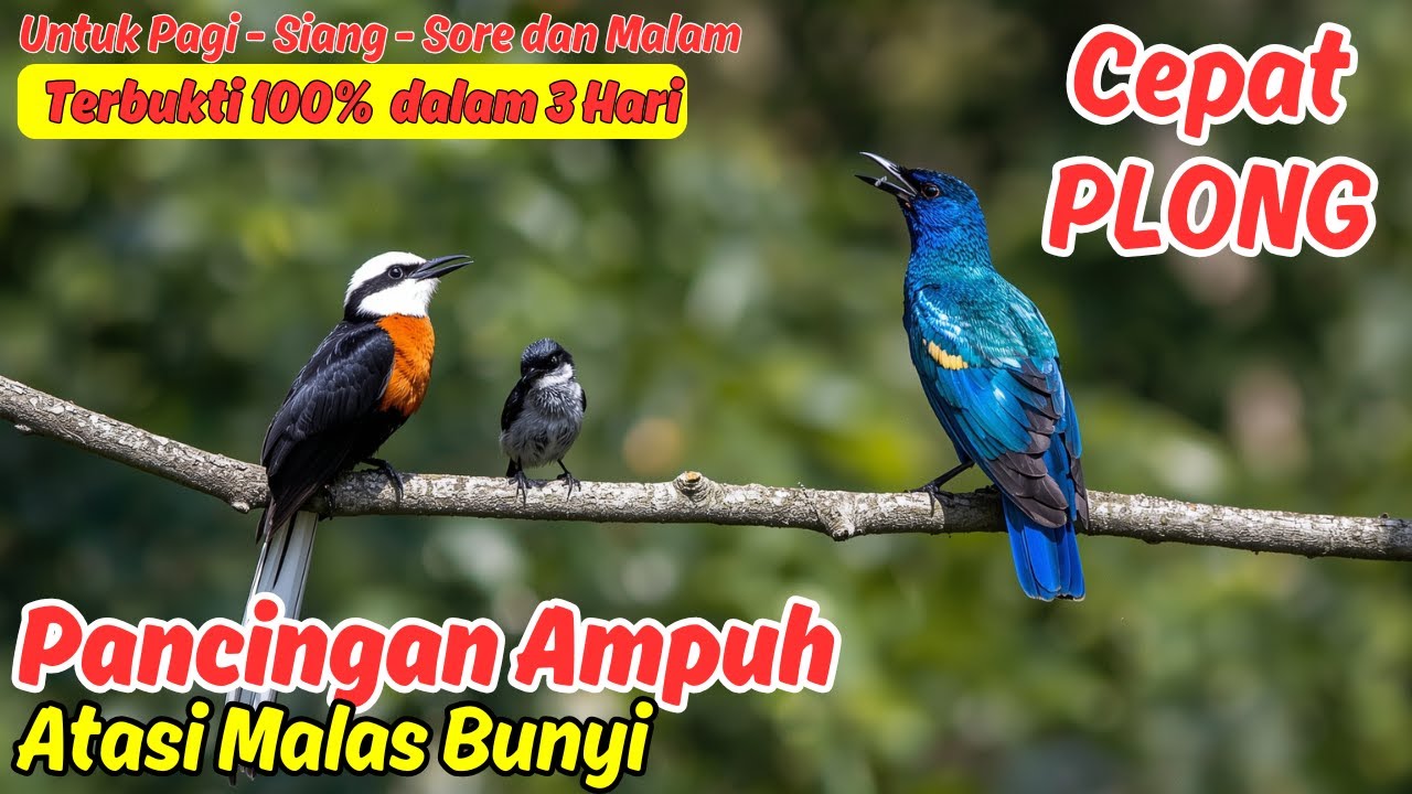 Pancingan Murai Batu Biar Gacor di Kandang dan Lapangan