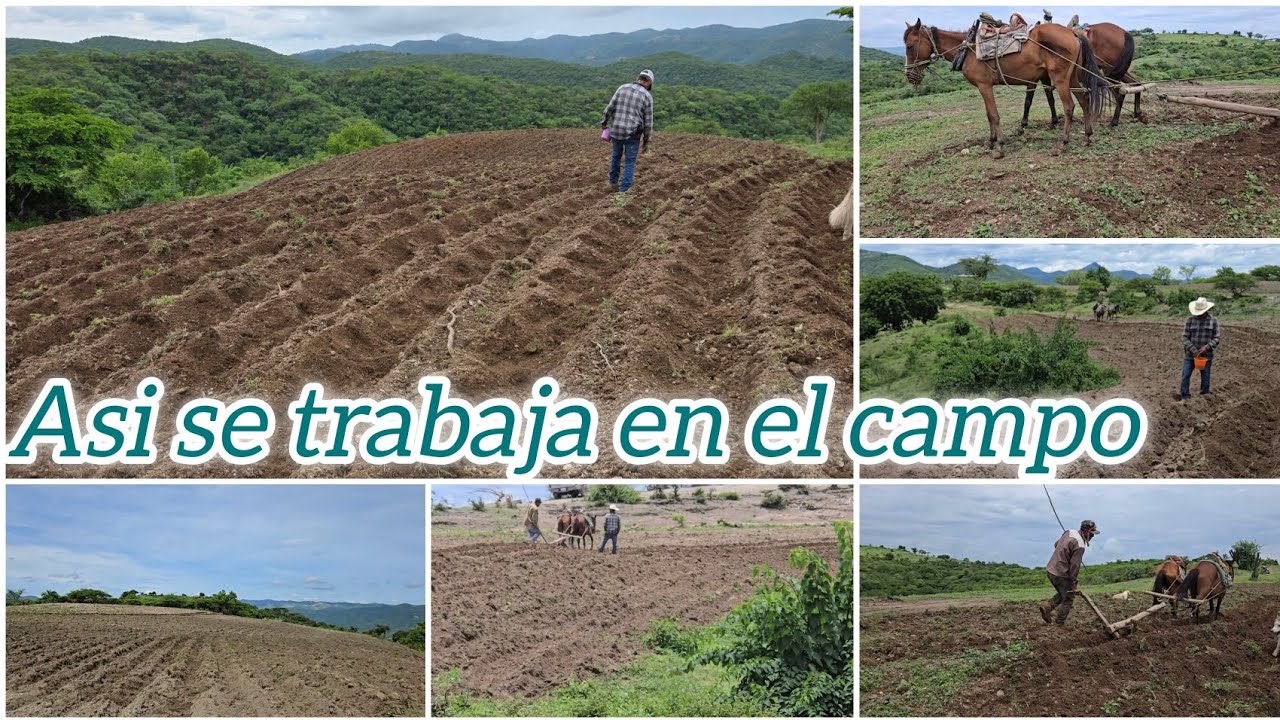 Dos Días de Siembra de Maiz en el Cerro, que Dios Nos Bendiga con las Lluvias Para poder Cosechar.