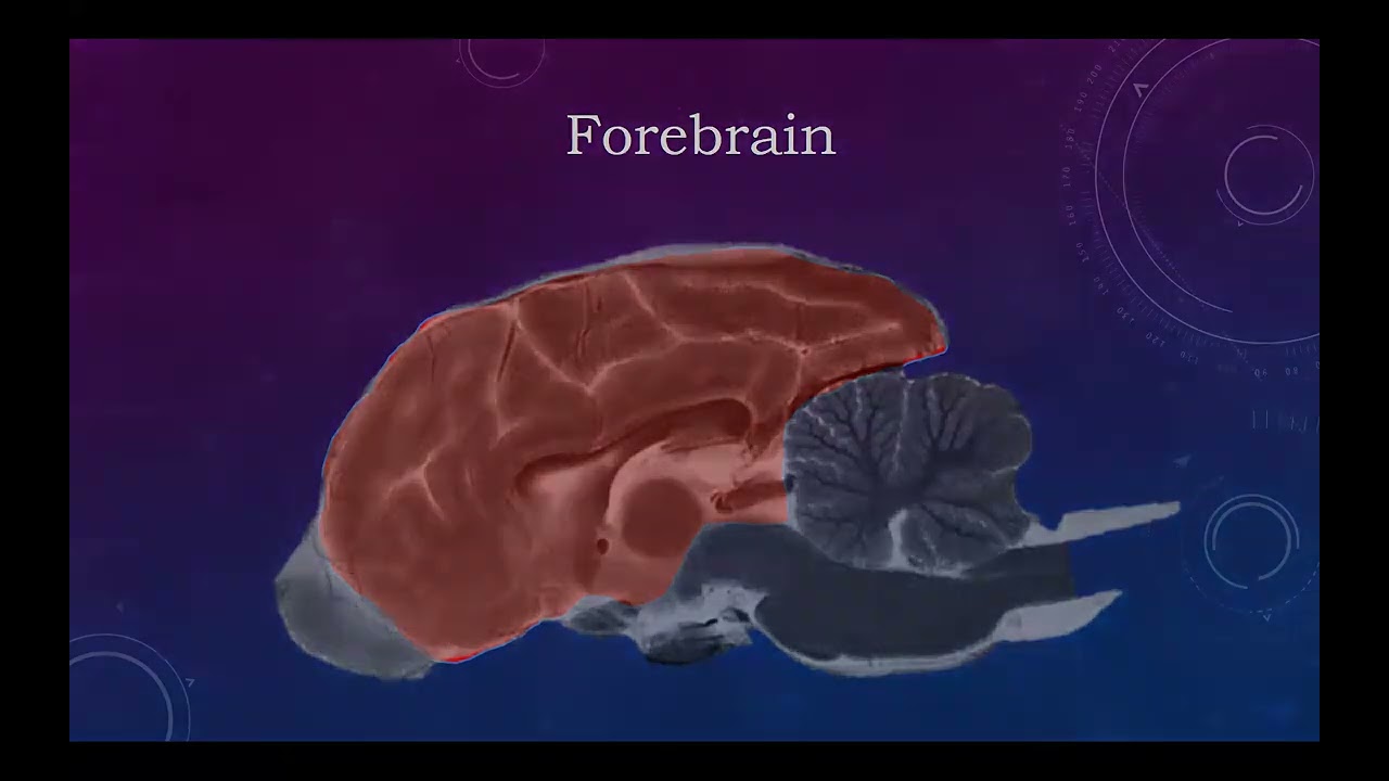 Brain and Spine Localization Small Animal Veterinary Neurology
