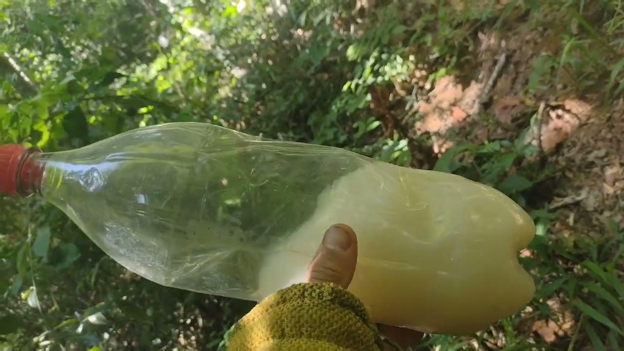 🐝 Apiário que estava abandonado tinha até jotai na caixa de abelha APS 
