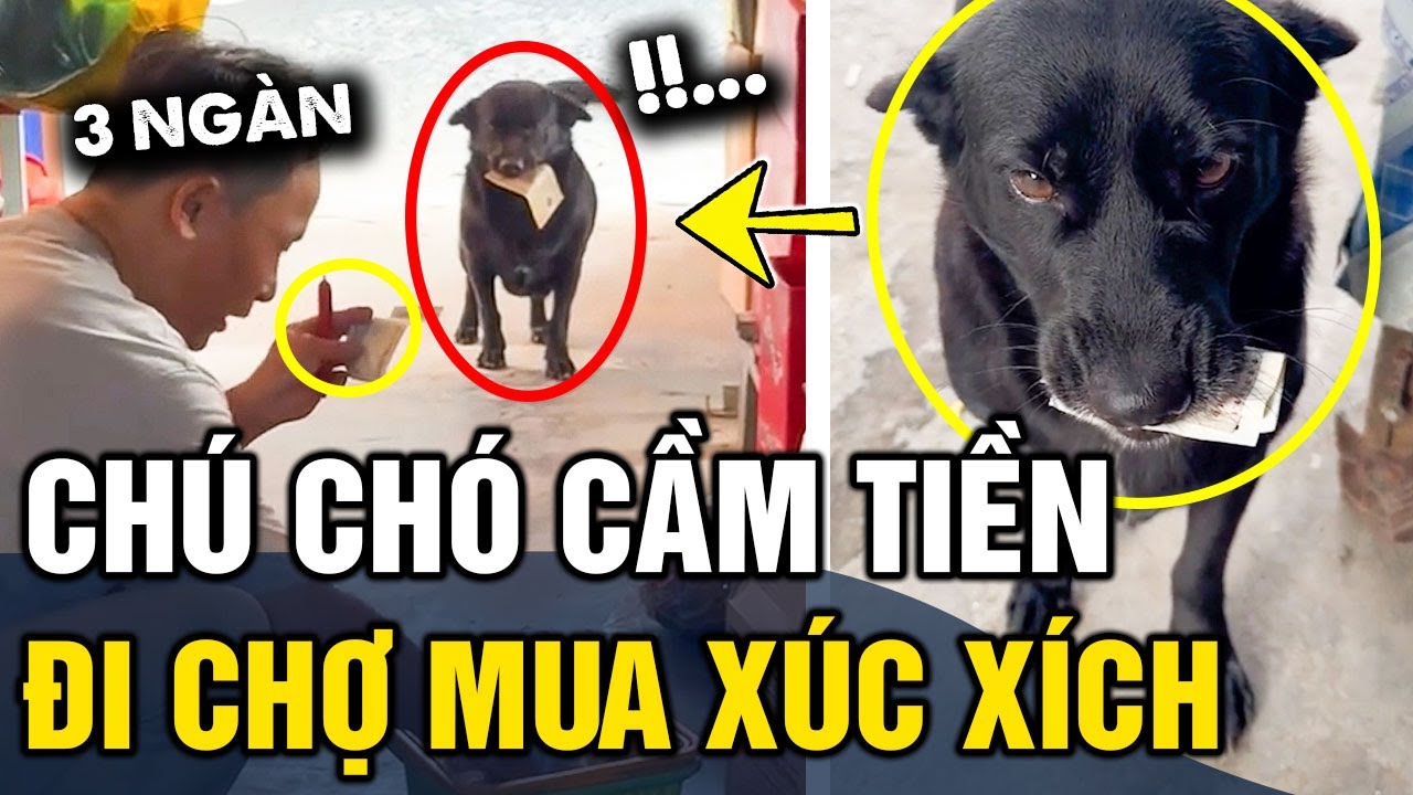 Chú chó 'TỰ CẦM TIỀN' đi mua xúc xích với phong cách 'TIỀN TRAO CHÁO MÚC' | Tin 3 Phút