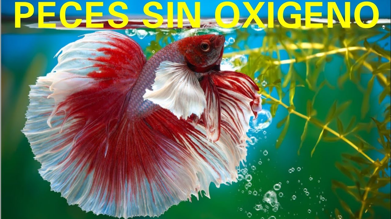 OLVIDATE DEL AIREADOR, ESTOS SON 10 PECES QUE NO NECESITAN OXIGENO