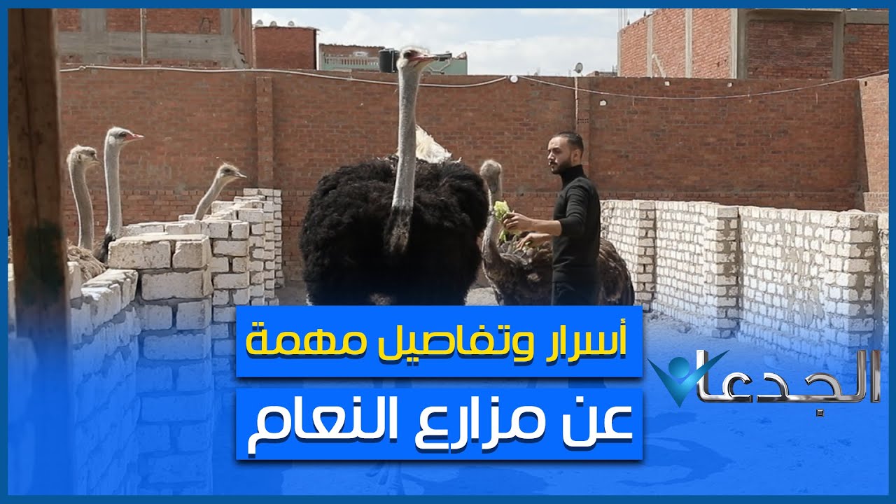 مزرعة العالمية للنعام.. أسسها شابين زي الورد و نجحوا في تكوين أسر كاملة