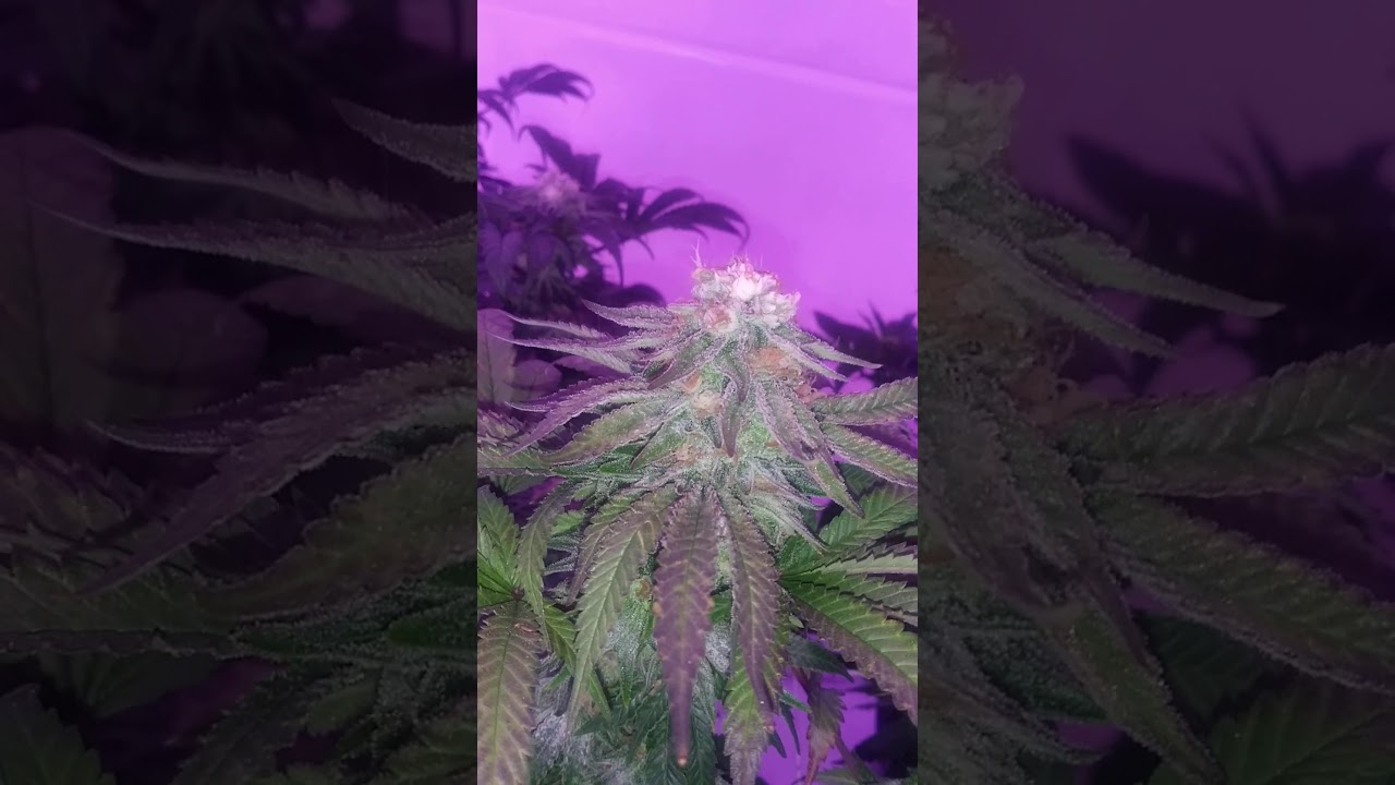 Cannabis grow week 8 of flower fuel OG