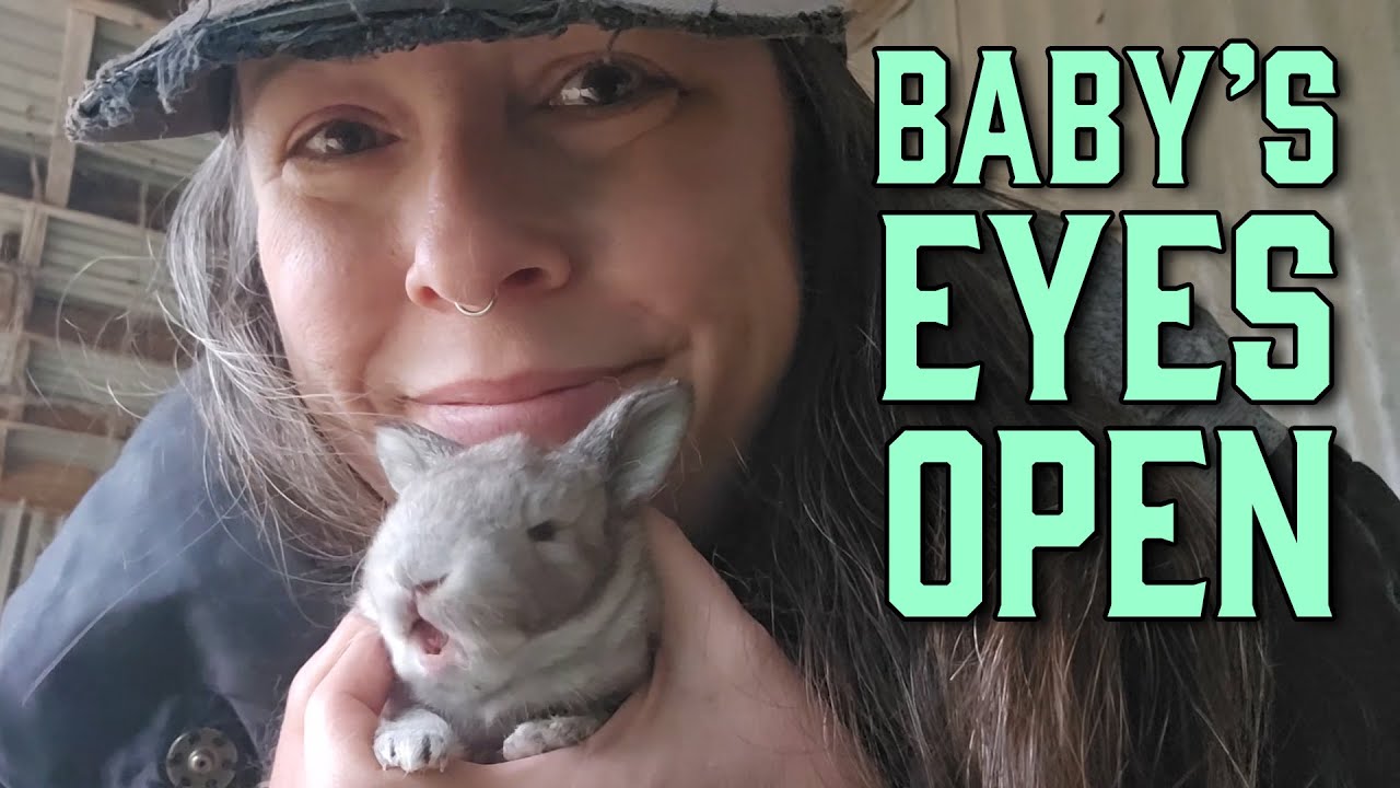 Eyes Open! - Baby Rabbit Update - 12.27.24