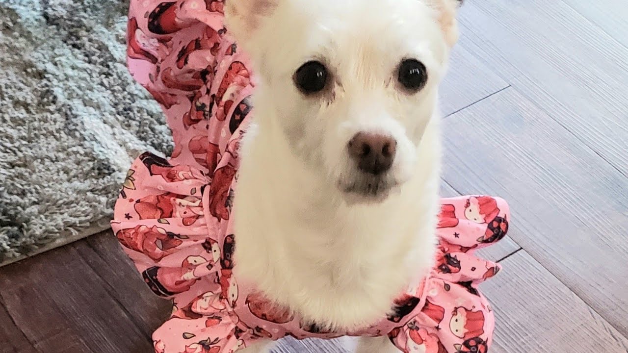 Cute Dog Apparel 🐕 | Cute Bone #dogapparel #cutebone