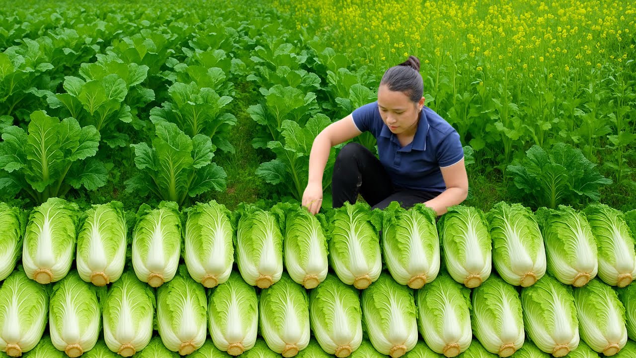 Harvesting Napa Cabbage and Taking It to Market, Cooking, Gardening, Pet Care