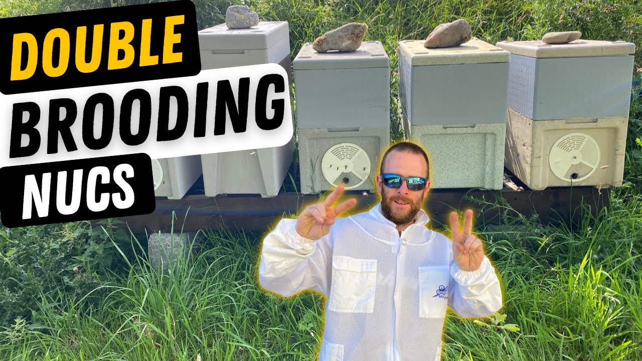 Nucs Need More Space!! Double Brooding Nucs