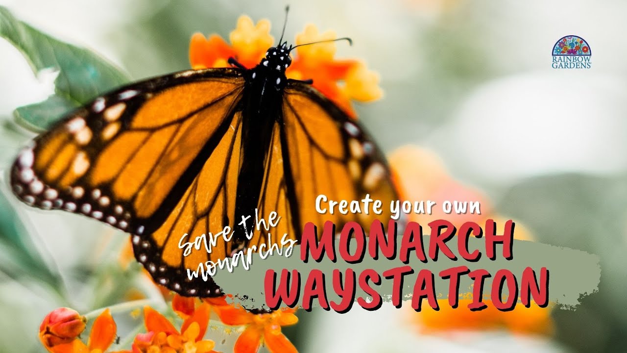 Creating a Monarch Waystation in your own home!