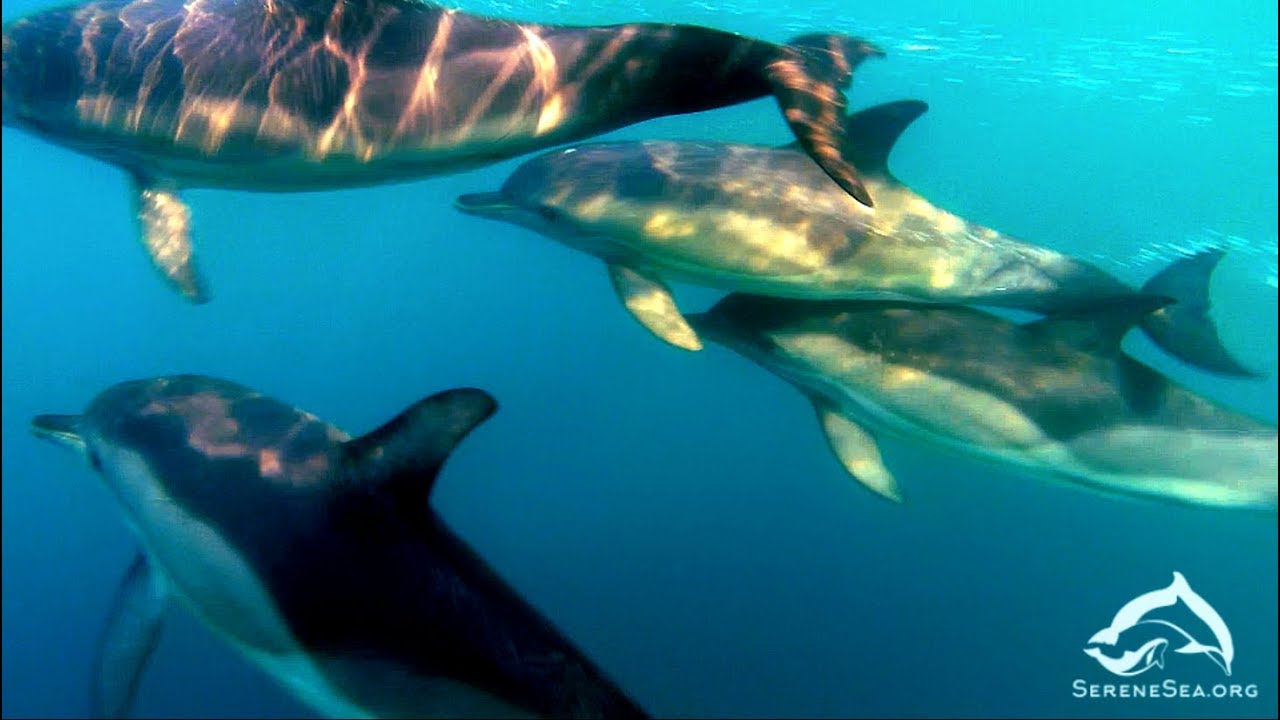 Sea of Voices, pt.1: Common Dolphins