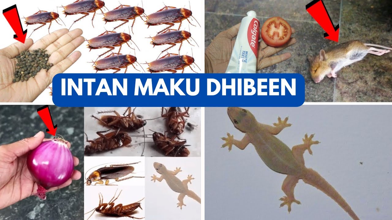 MAKU DHIB QABTAA DOOLI IYO BARANBARO IYO BULUCEEY HADABA INTAAN UGA TAQALUS