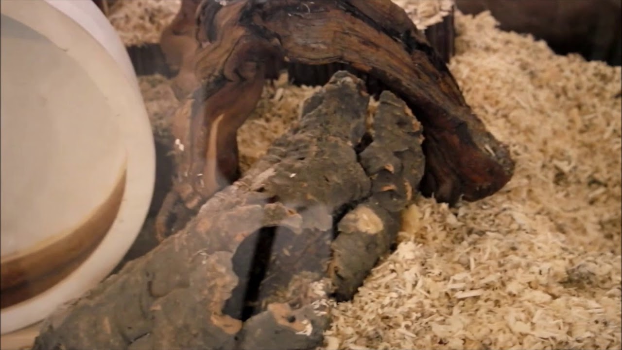 ~ HamsterScaping - Inrichting 120x50x50cm - Syrische Hamster