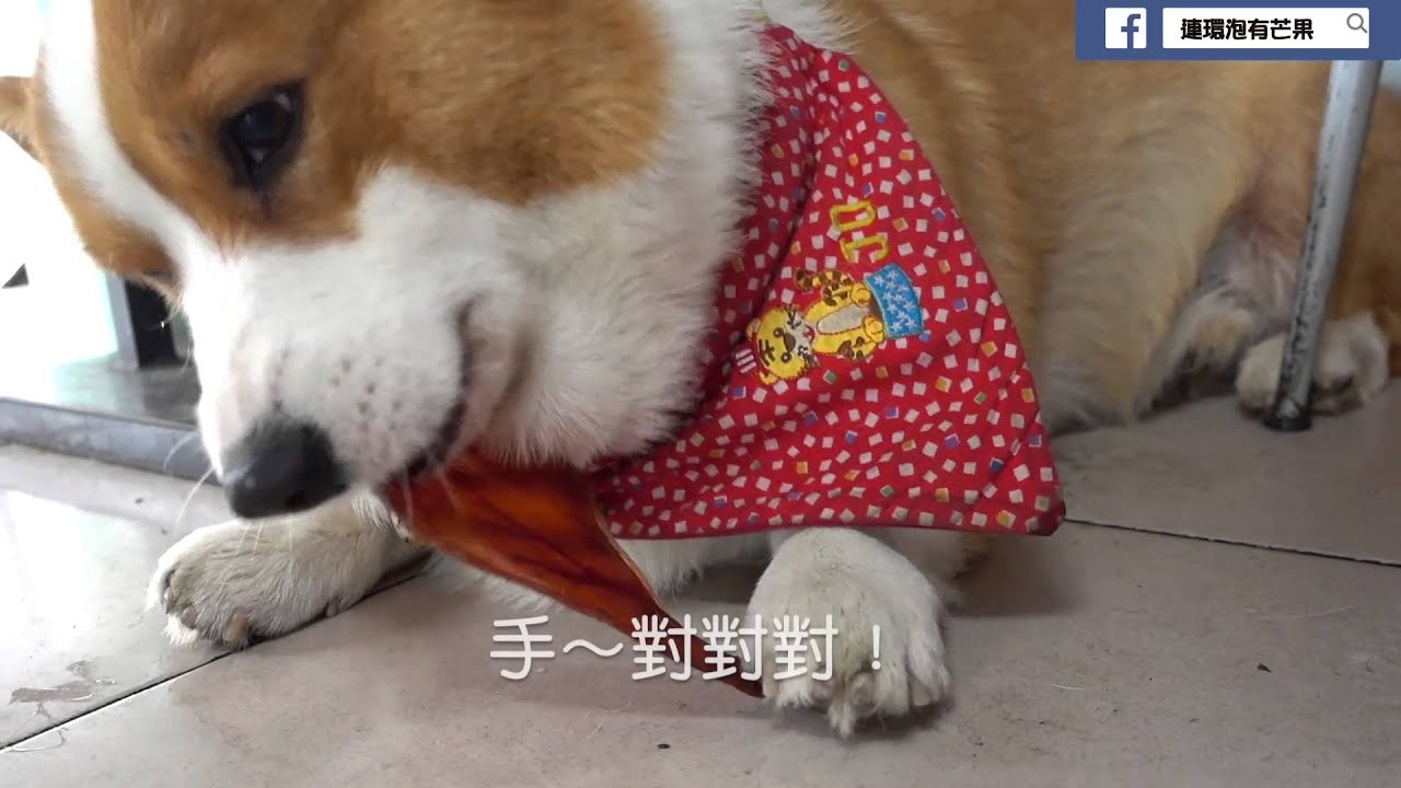 [連環泡]又見豬耳朵