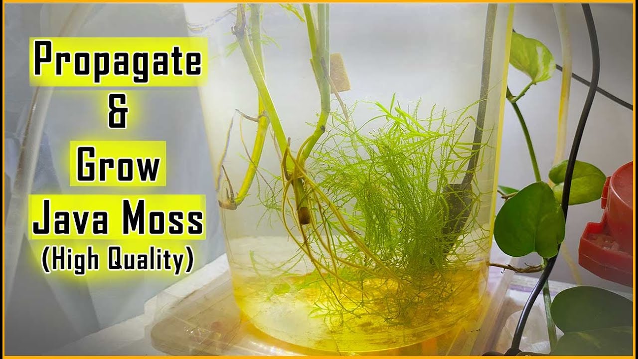 How To Propagate & Grow Java Moss