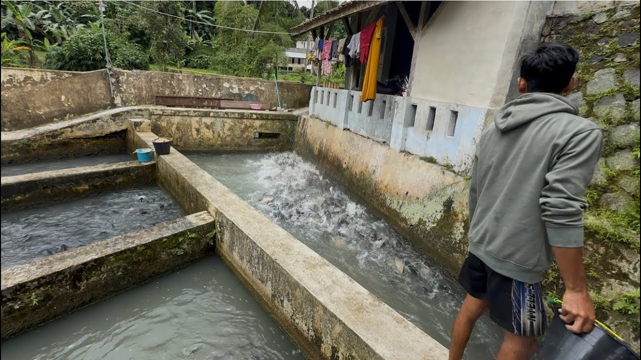 STOK MULAI MENIPIS IKAN MAS UKURAN 7ONS SAMPAI 1KG