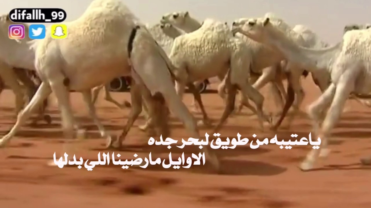 هل العليا || اهداء لرجل الاعمال فهم الزباع || اداء نياف تركي