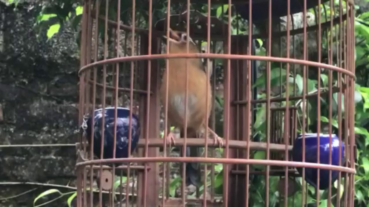 HỌA MI MỘC CHÂU HÓT CỰC HAY , CỰC DẺO , HÓT GIỌNG RỪNG