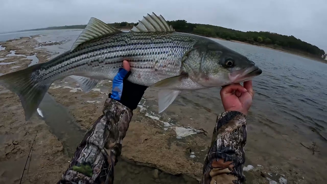 Texoma Fall topwater striper