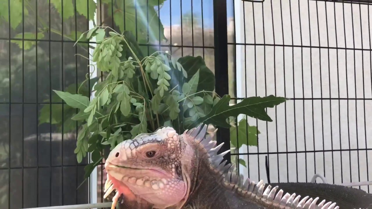 Don Juan eating breakfast. Iguana Delicatissima, Lesser Antillean iguana