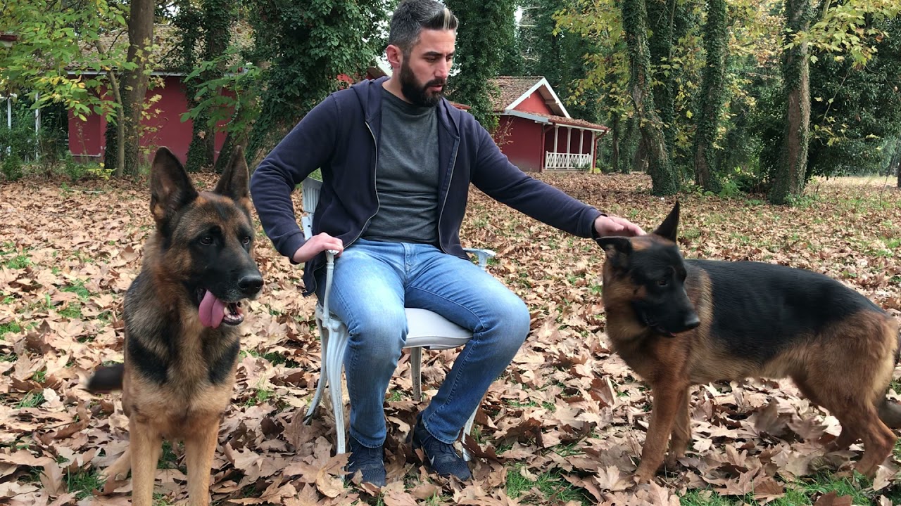 NEDEN ALMAN KURDU? NEDEN ALMAN ÇOBAN KÖPEĞİ? Alman Kurdu Karakteri KÖPEK BESLEME HAKKINDA BİLGİLER.
