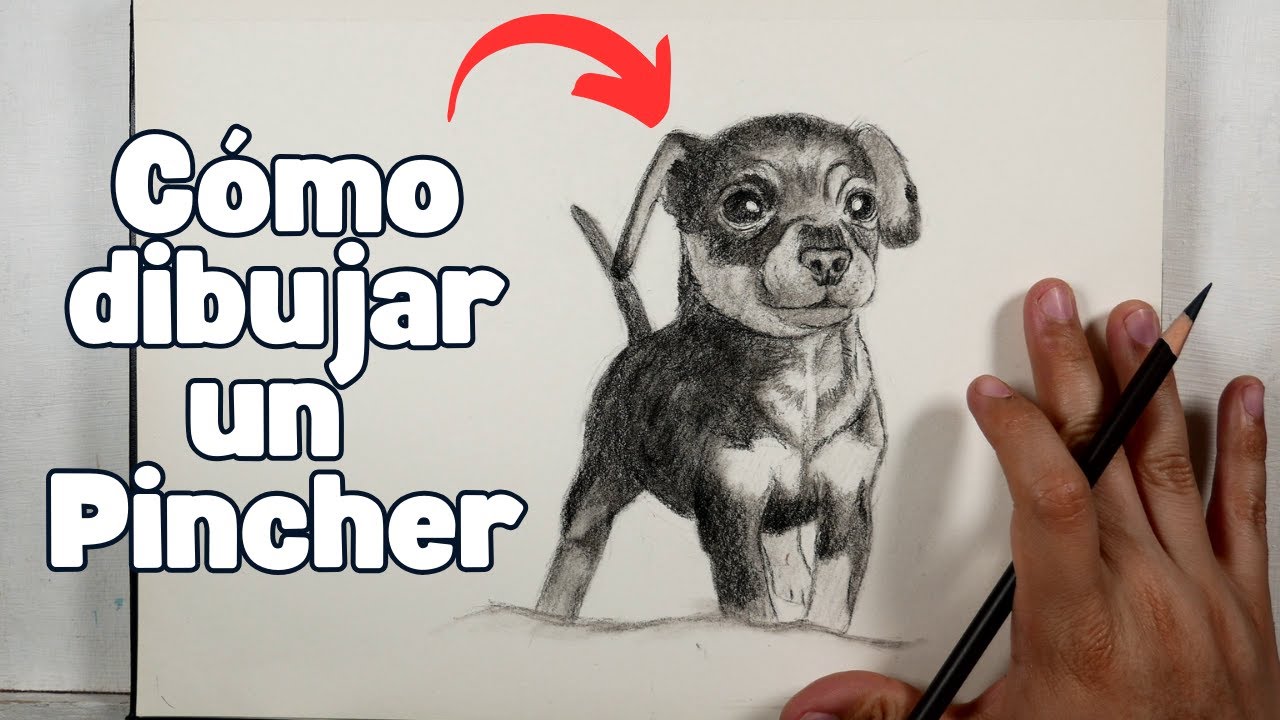 Cómo DIBUJAR un PERRO mini PINCHER a lápiz paso a paso