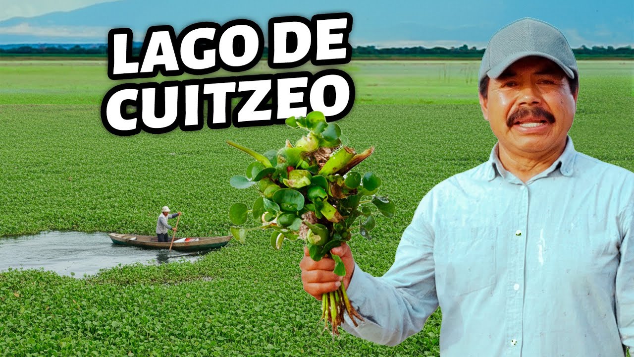 LAGO DE CUITZEO 🌊 | El lirio acuático 
