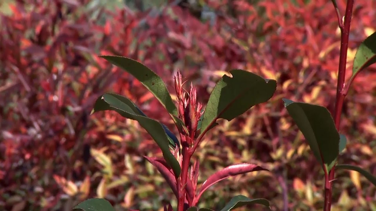 Photinia fraserii red robin: características y cuidados - Decogarden - @Jardinatis