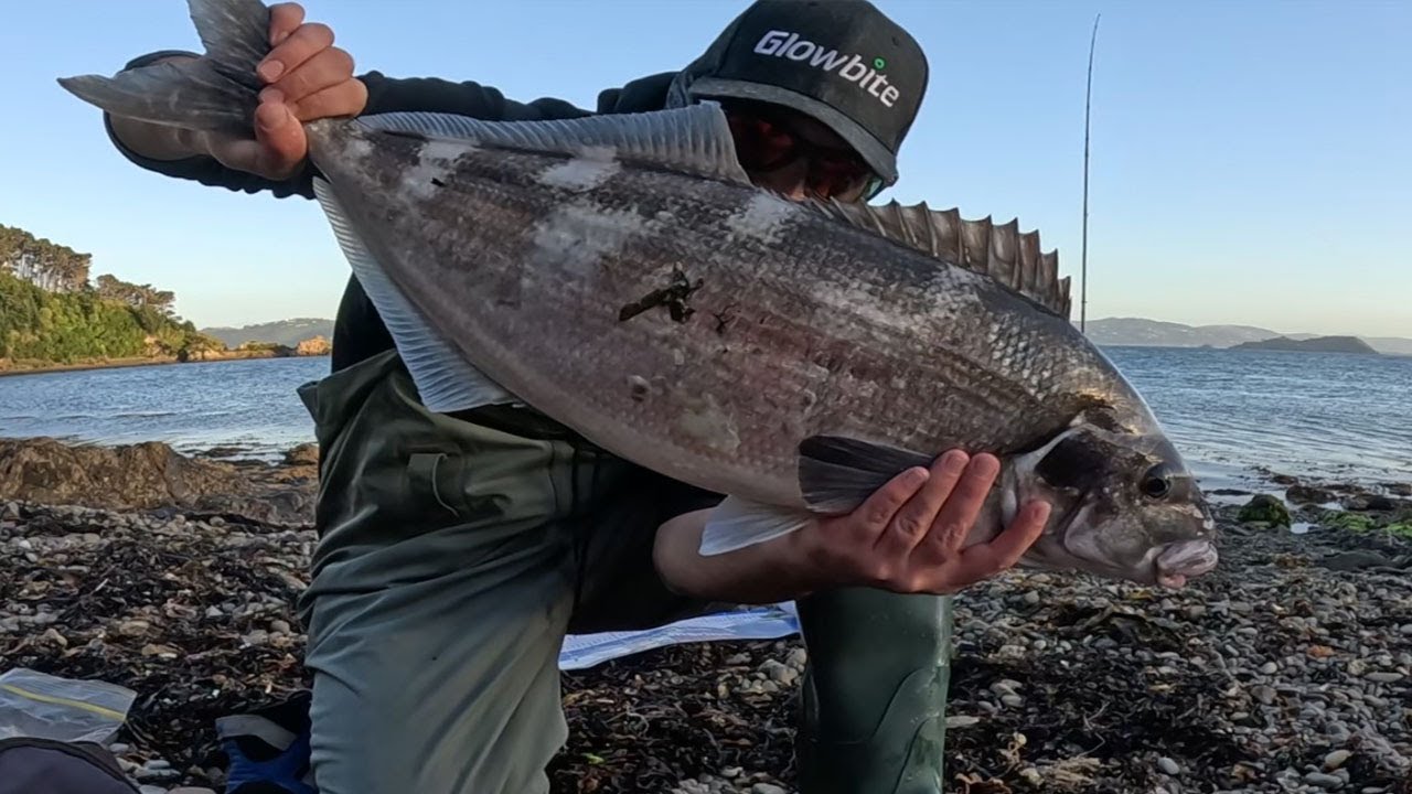 Wellington Harbor Blue Moki Redemption & Much More!
