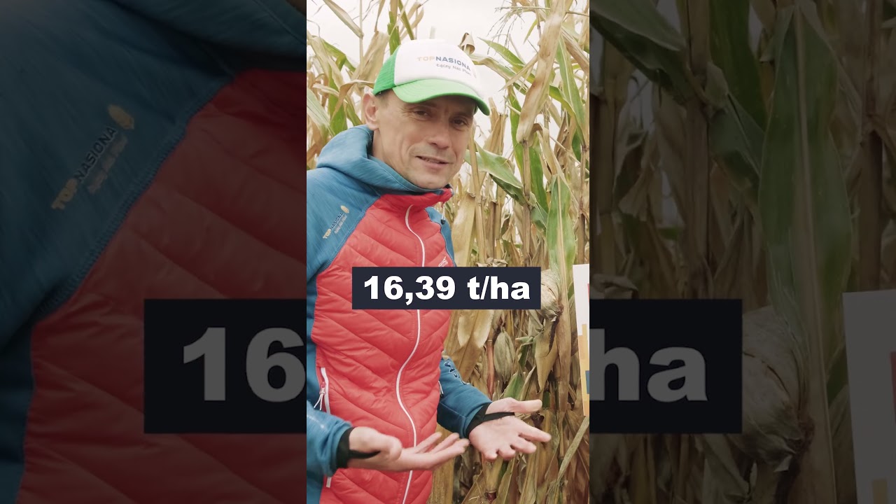 🌽To nie jest zwykła kukurydza, to... RAMBO | BRV 2604 | Top Nasiona