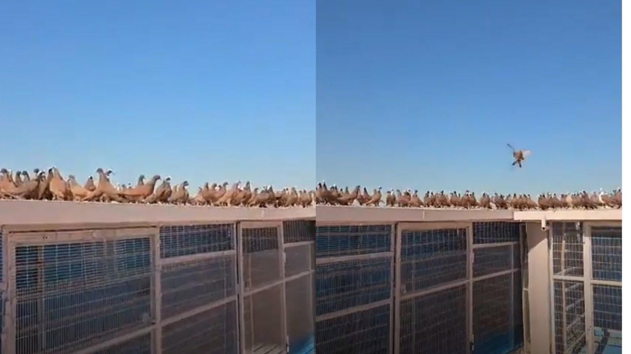 طيور الكابتن غيث ابو علوش الي كالو ضاعت شوفو شكد ضاع منهن 
