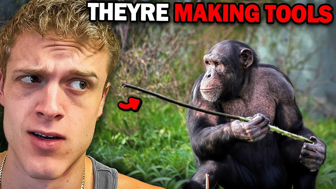 Chimps Are Getting Smarter…
