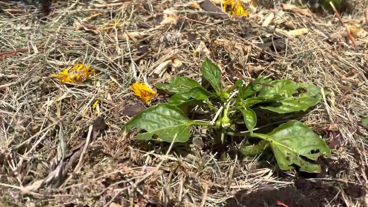 Mistake with grass-clipping mulch &mdash; killing my pepper plants