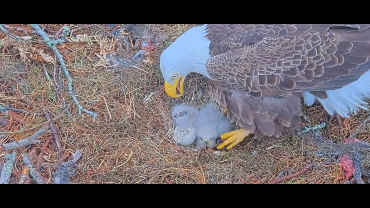 Winter Park Eagle Cam on 1/15/26 Mom leaves, Dad comes in with food