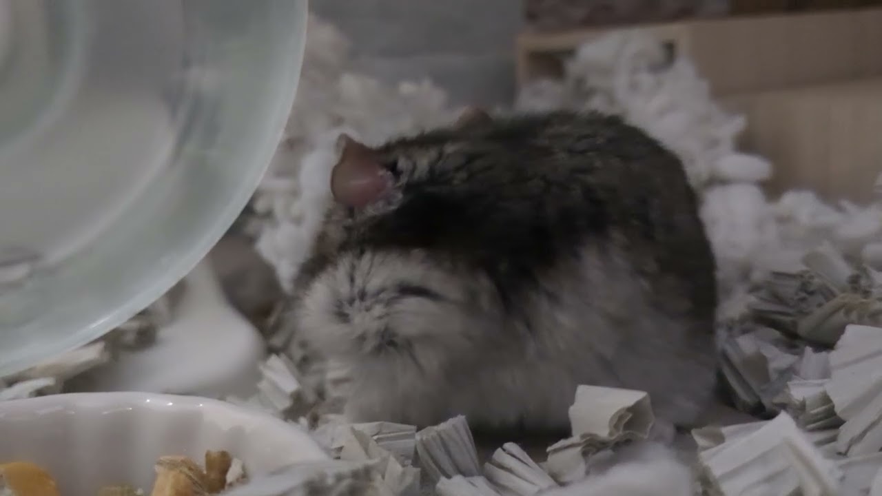 ご飯を貪り食うハムちゃん！ #ハムスター #hamster 