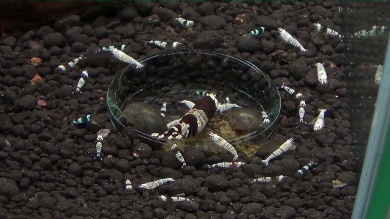 Zeitbombe Futterplatz im Garnelenaquarium