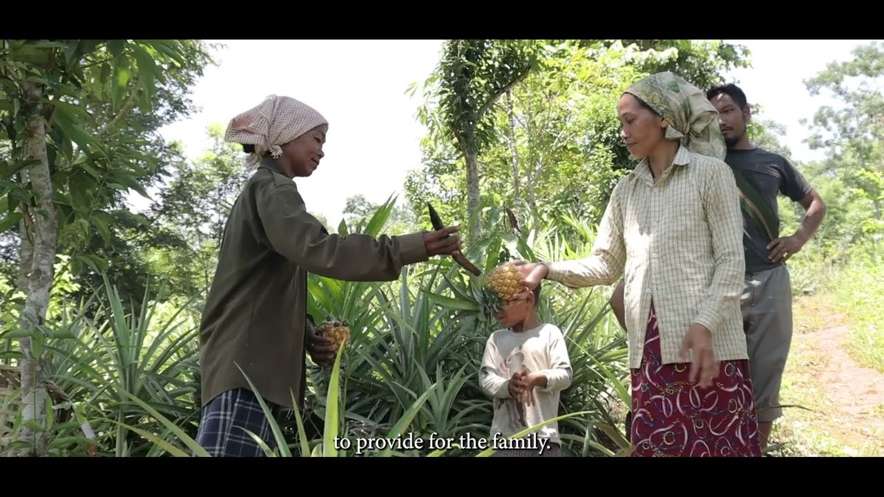 From local farms to European Plates| Umdihar IVCS's Pineapple Journey| Ri Bhoi District